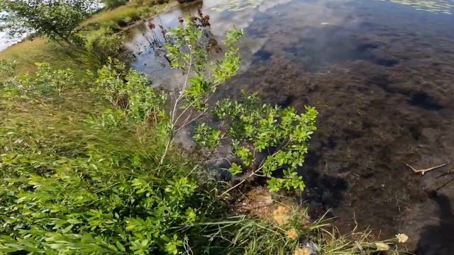 Fishing Swamplands In New Jersey For Unique Fish Species!! (Pine Barrens Pt.2) смотреть онлайн