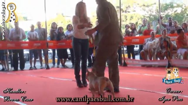 Show Dog Bulldog Frances - CRONOS LA DOLCE VITA KC Ipatinga Junho 2012 HD смотреть онлайн