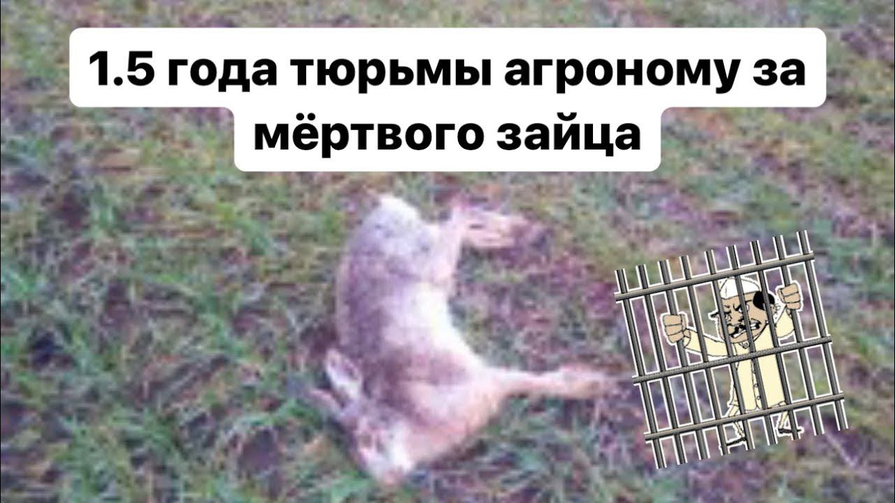 Реальный срок за мёртвого зайца на поле. Обсуждаю законопроект который скоро примут. смотреть онлайн