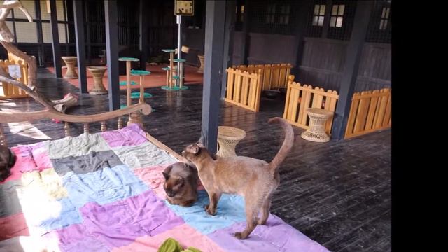 Burmese Cat Village At The Inle Lake, Myanmar. Деревня бурманских кошек