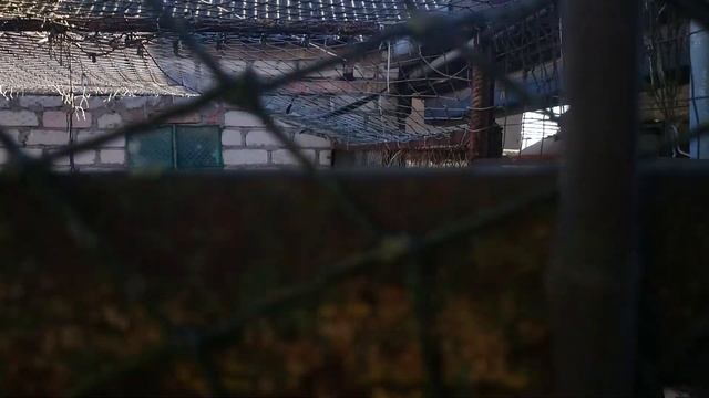 Инжир. Как молодые деревья зимуют. смотреть онлайн