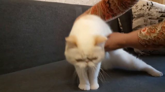 Продается замечательный котик-экзотик смотреть онлайн