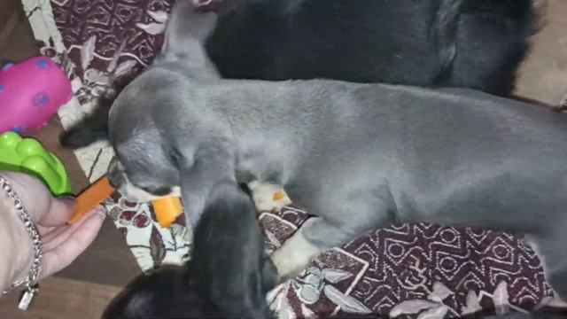 31.02.2024 #влогикаждыйдень мои зайки грызут морковь ? #vlog #chihuahuababy #chihuahualife смотреть онлайн
