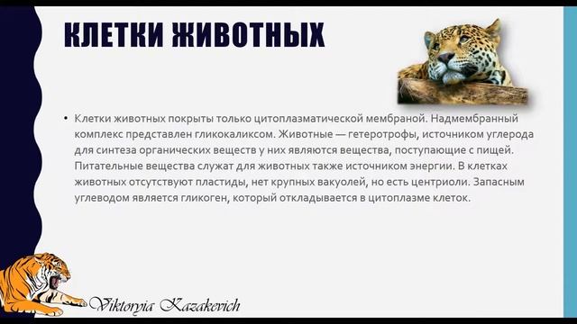 Особенности строения клеток эукариот смотреть онлайн