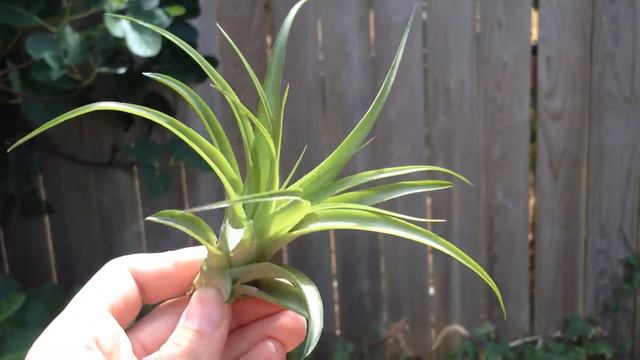 Tillandsia Brachycaulos Abdita Air Plant // Large смотреть онлайн