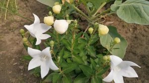 Многолетники из семян. Платикодон