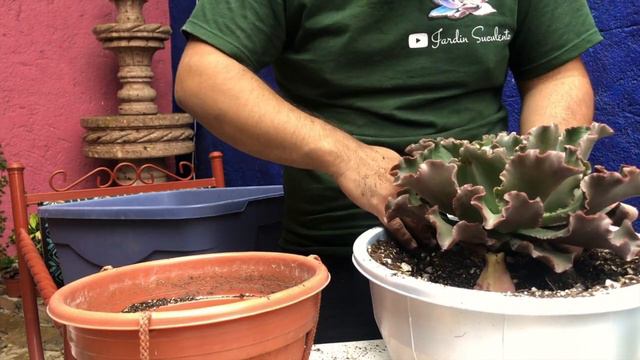 Mis suculentas gigantes, transplante en macetas de prichos смотреть онлайн