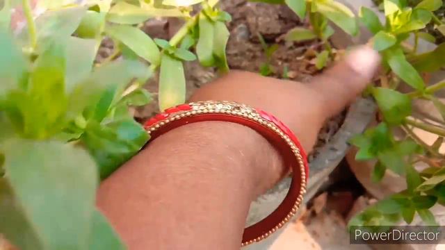 Type of phlox flower also with their growing tips смотреть онлайн