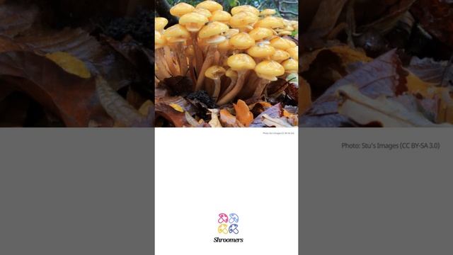 Honey fungus (Armillaria mellea) | Coloring | Practical Short Profile | Shroomers смотреть онлайн