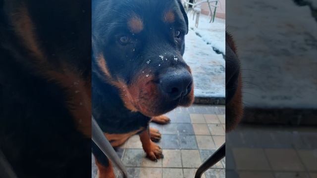 Любимица Сенди с того самого первого дня как мы её привезли домой смотреть онлайн