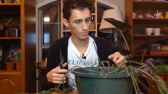 Plant Rescue: Cissus Discolor смотреть онлайн