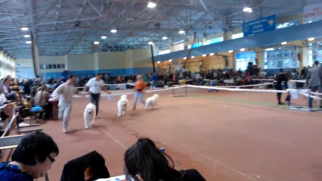 выставка в Донецке 4.11.2012, сравнение на ВОВ смотреть онлайн