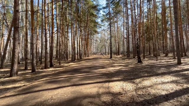 Кого мы встретили в лесу? Наша воскресная прогулка. Челябинск. Южный Урал смотреть онлайн