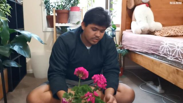 Geranium Easy Care Tips and Tricks | Healthy Growth Instructions смотреть онлайн
