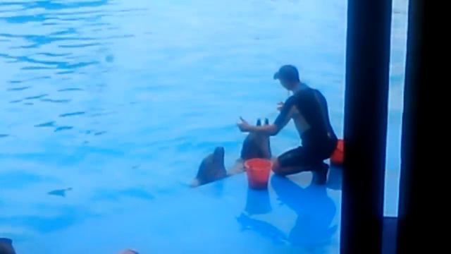 дельфины поют песню смотреть онлайн