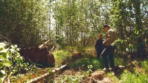 Сбор валежника в лесу. Предусмотрена ли ответственность за сбор валежника. Правила сбора валежника.