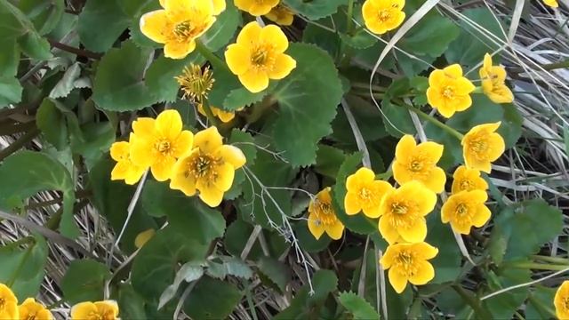 КЛАД В РЯЗАНИ ЧАСТЬ ПЕРВАЯ ПОИСК МОНЕТ И КЛАДОВ ЗОЛОТА И СТАРИНЫ ИЩЕМ КЛАД В ОВРАГЕ ПО НАВОДКЕ смотреть онлайн