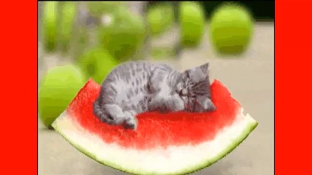 Красивое поздравление с днем арбуза! Happy watermelon day! смотреть онлайн