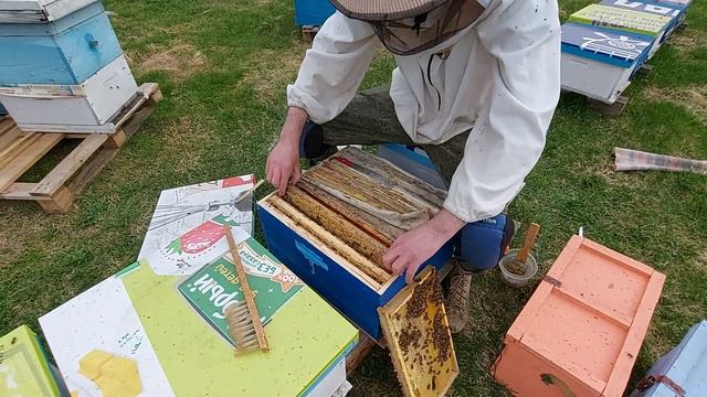 Думал это нуклеусы, а это уже семьи / Ревизия 2-х местных нуков/сибирский пчелоблог