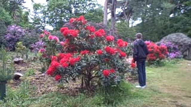 Rhododendrons at Sheringham Park 8 смотреть онлайн