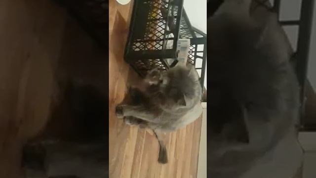 Порода Нибелунг ( русская голубая) стриженный кот Сильвестр Часть 1. Кот как собака смотреть онлайн