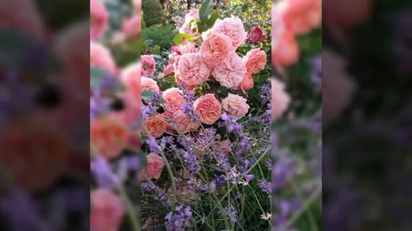 Роза Mary Ann (Мэри Энн) Tantau.🌹Лето 2023.