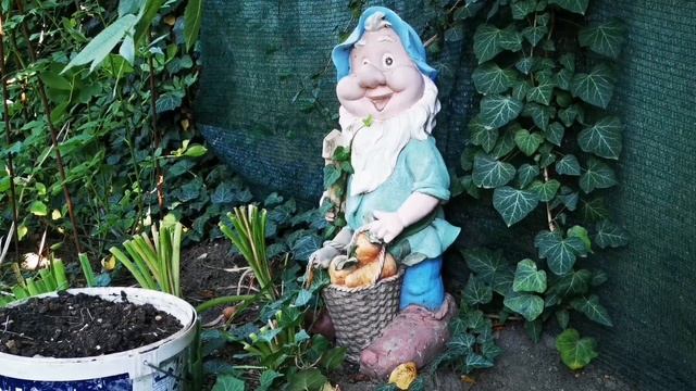 Посадка роз по советам от ведущих селекционеров роз. Посадка саженцев во взрослый розарий. смотреть онлайн