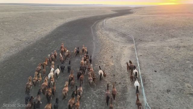 Amazing Scene Of Wild Animals In 4K - Scenic Relaxation Film