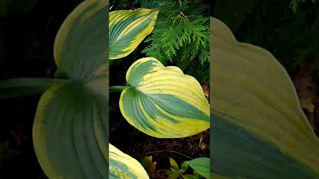 Хоста Триумфальная арка смотреть онлайн