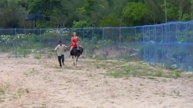 Laila Riding An Ostrich On Island Off Of Nha Trang, Vietnam смотреть онлайн