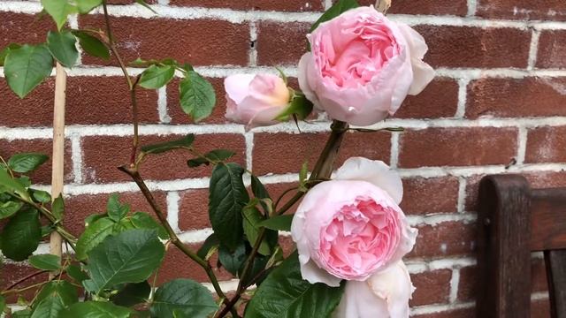 David Austin Roses The Wedgwood Rose English Climbing Rose