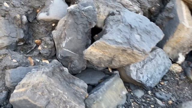 Dream Nautilus Fossil Find At The End Of The Rainbow 🌈 смотреть онлайн