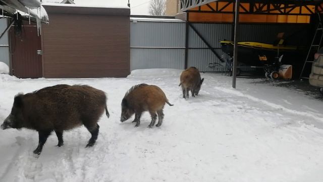 Охота на кабана дома Boar huning смотреть онлайн
