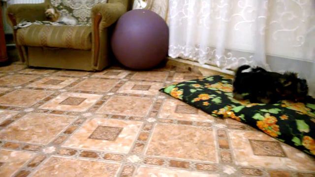 в продаже 2 мальчика и 2 девочки смотреть онлайн