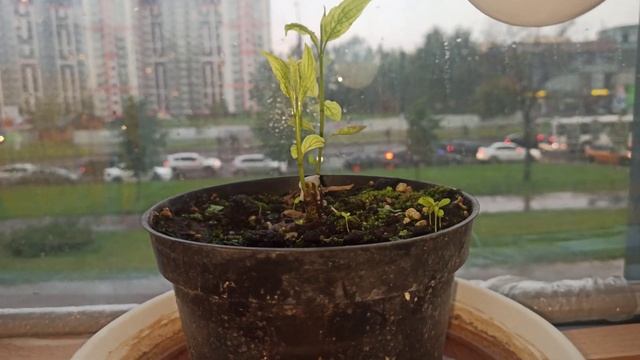 Дерен результаты восстановления, после случайной обрезки в августе смотреть онлайн