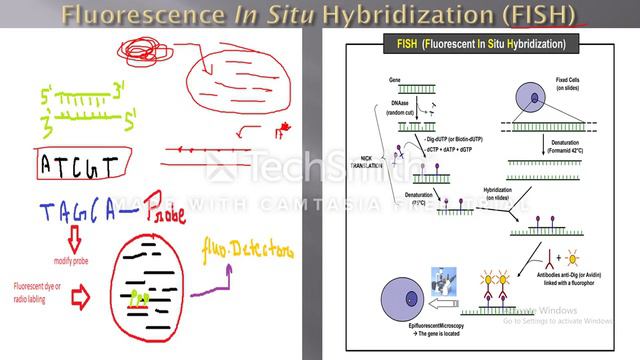 Fluorescent In Situ Hybridization (FISH)