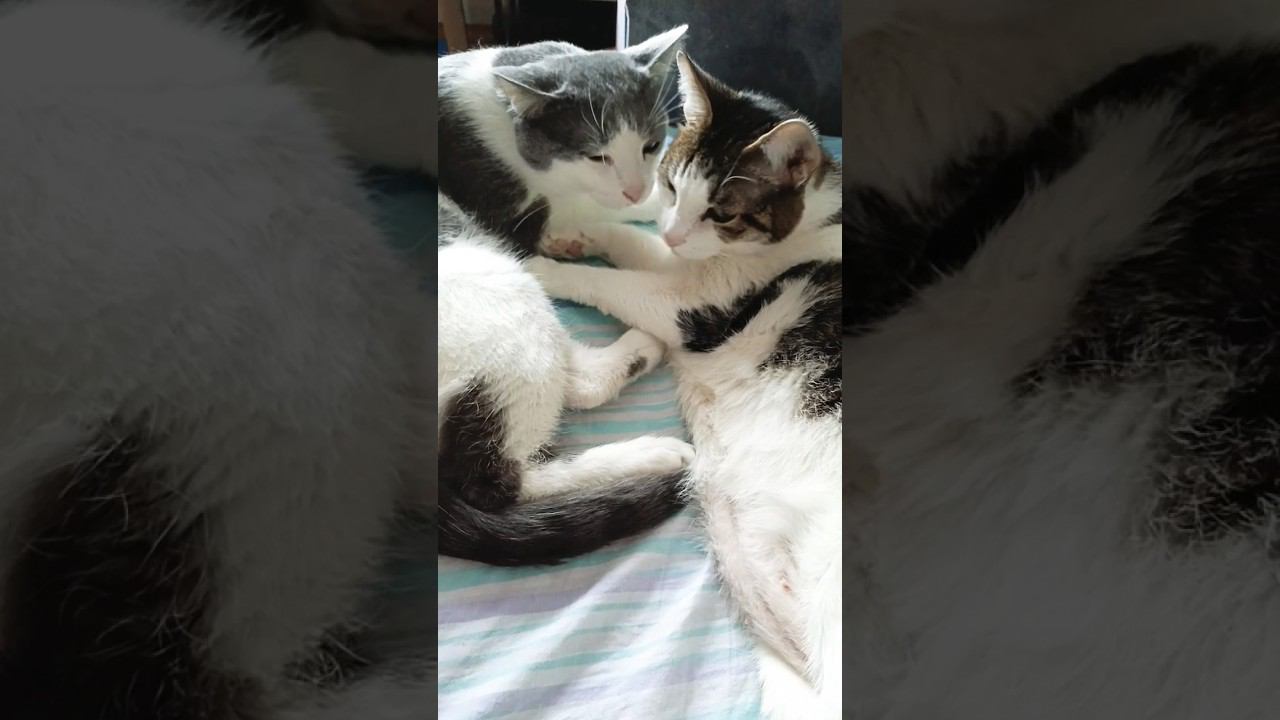 Как любовь твою понять? #кот #мурзик #питомец #лайк #котики #приколы #любовь #котик #мурка #котята смотреть онлайн