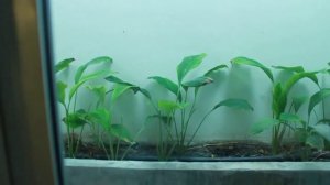 Тайланд Кози Бич номер стандарт