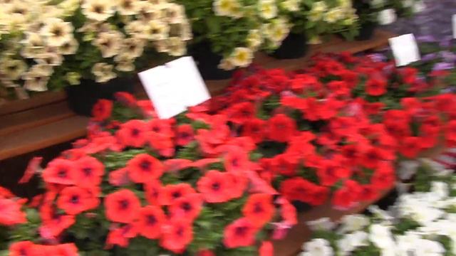 2013 Spring Trials: Florensis смотреть онлайн