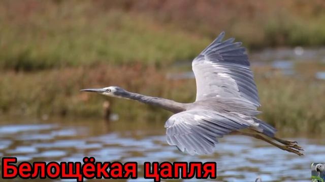 Белые цапли (лат. Egretta). смотреть онлайн