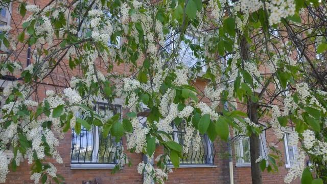 Академгородок - 12. Весенний день - 1. 20 мая 2014 г. (5:56) смотреть онлайн