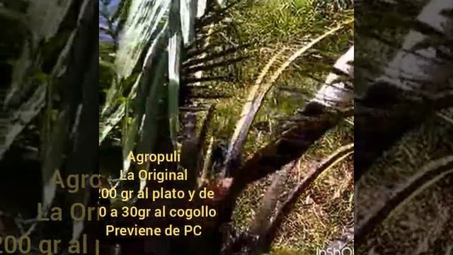 PALMA AFRICANA CON AGROPULÍ 🌴 смотреть онлайн