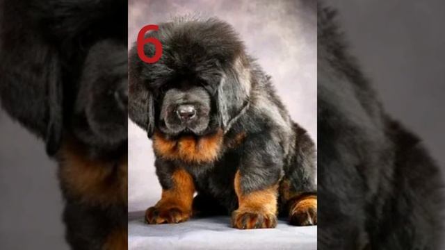 Топ 10 самых злых пород собак смотреть онлайн