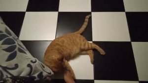 мой котёнок болеет бешенством😅
