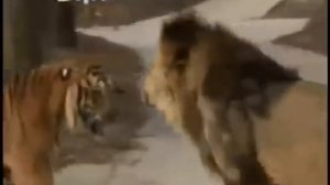 Lions and Tigers Fights   Lions vs  Tigers  Львы против тигров
