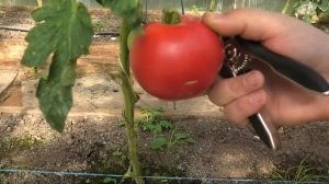 ? Томат Чепецкий F1|  Новинка вятской селекции