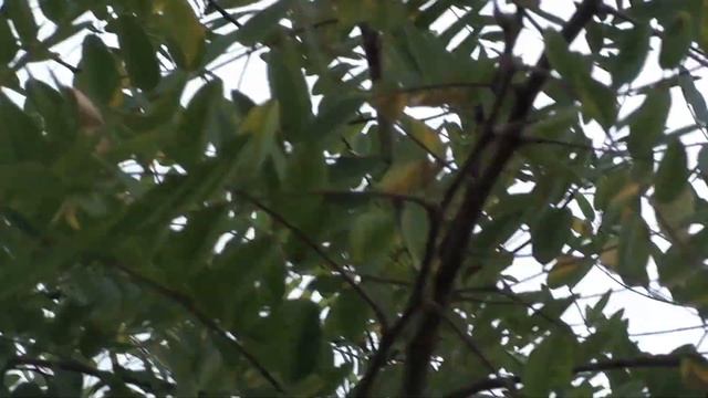 Медоносы сентября. смотреть онлайн