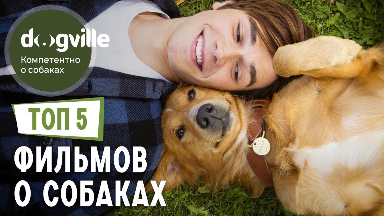 ТОП 5 ФИЛЬМОВ о собаках смотреть онлайн