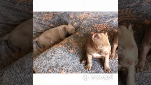 Американский булли лиловый стандарт