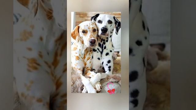 Бобик и Жучка, Джек и Джилл, Маня и Ваня... смотреть онлайн